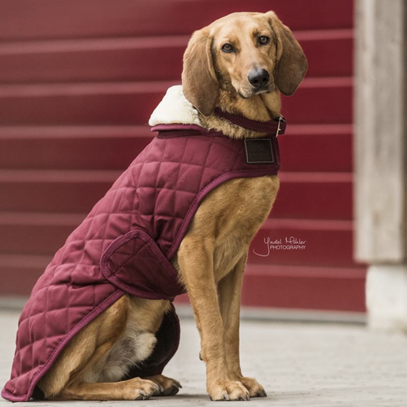 Kentucky Dogwear Dog Coat Bordeaux-1